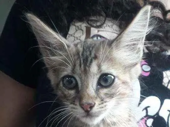 Gato ra a SRD idade 2 a 6 meses nome Gatinhas 
