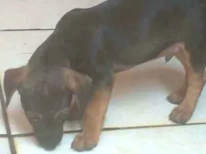 Cachorro raça viralata  idade 2 a 6 meses nome Malu, luna, tano