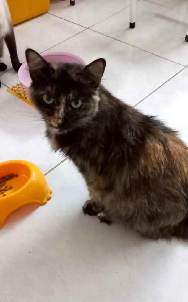 Gato raça Srd Linda  idade 7 a 11 meses nome Maria Rita 