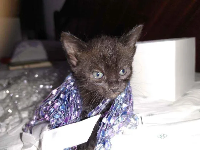 Gato raça Srd idade Abaixo de 2 meses nome SAFIRA