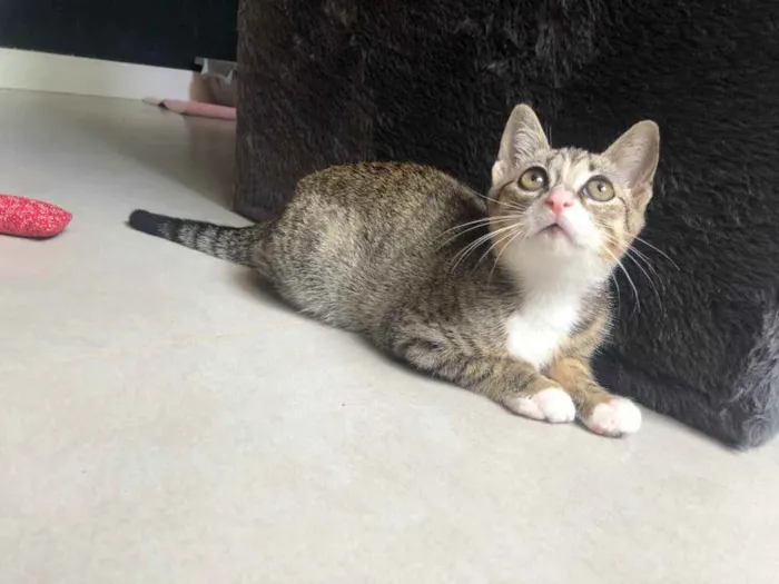 Gato ra a Srd idade 2 a 6 meses nome Batata