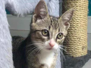 Gato raça Srd idade 2 a 6 meses nome Batata