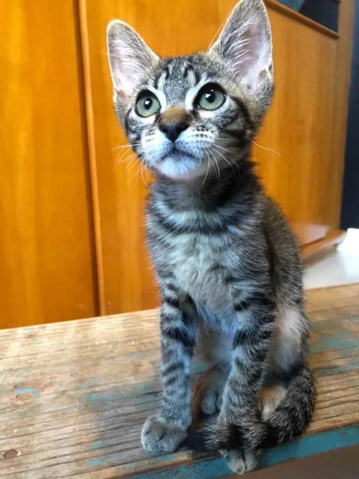 Gato ra a Srd idade 2 a 6 meses nome Margarida