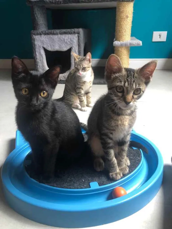 Gato ra a Srd idade 2 a 6 meses nome Margarida