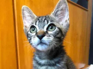 Gato raça Srd idade 2 a 6 meses nome Margarida