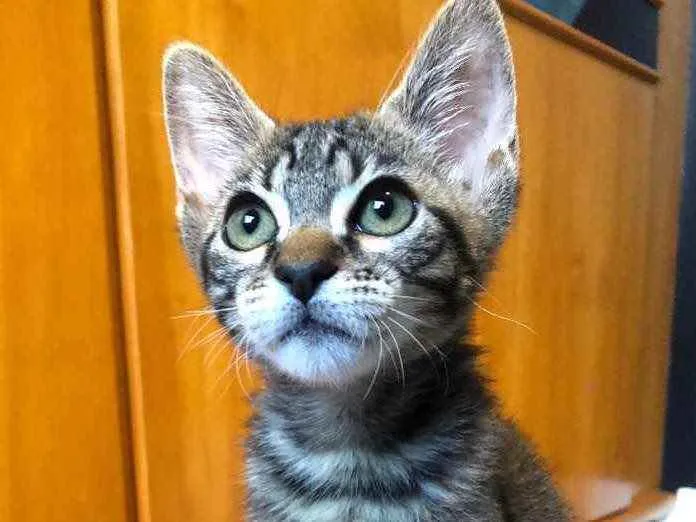 Gato ra a Srd idade 2 a 6 meses nome Margarida
