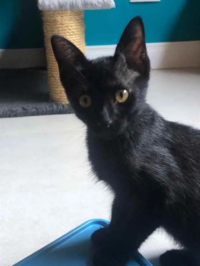 Gato ra a Srd idade 2 a 6 meses nome Joana