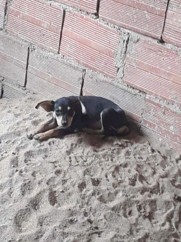 Cachorro raça Vira lata idade 2 a 6 meses nome Nao tem