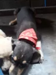 Nao tem