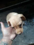 Nao tem