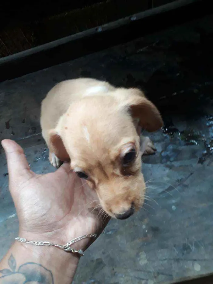 Cachorro raça Vira lata idade 2 a 6 meses nome Nao tem