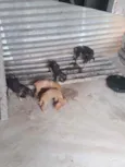 Nao tem