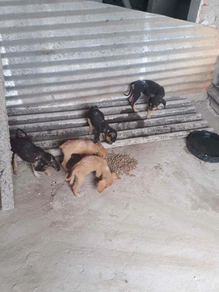 Cachorro raça Vira lata idade 2 a 6 meses nome Nao tem