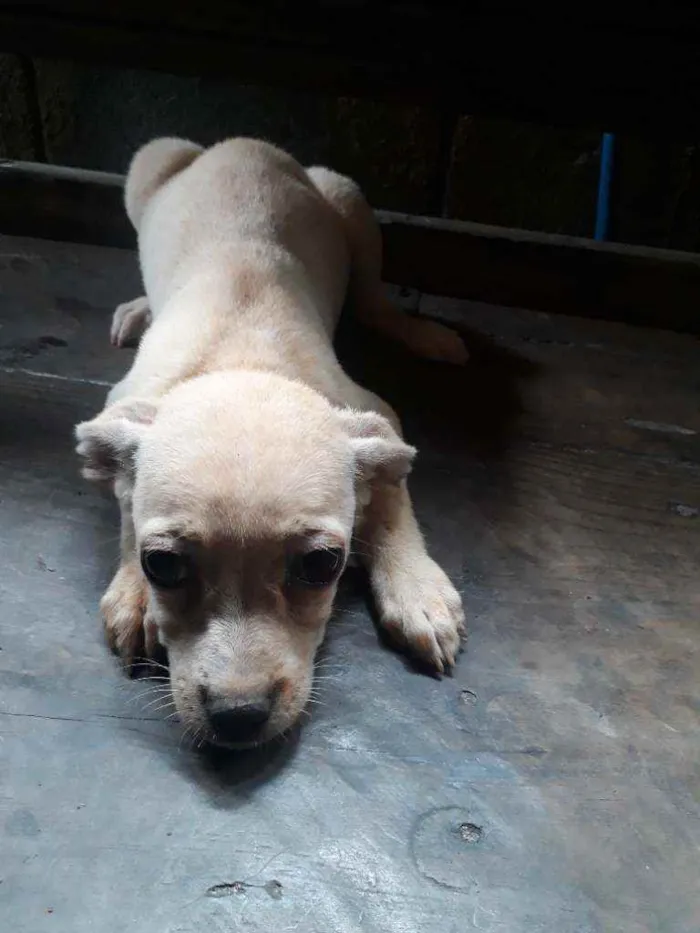 Cachorro raça Vira lata idade 2 a 6 meses nome Nao tem