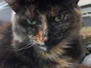 Gato raça Srd Linda  idade 7 a 11 meses nome Maria Rita 