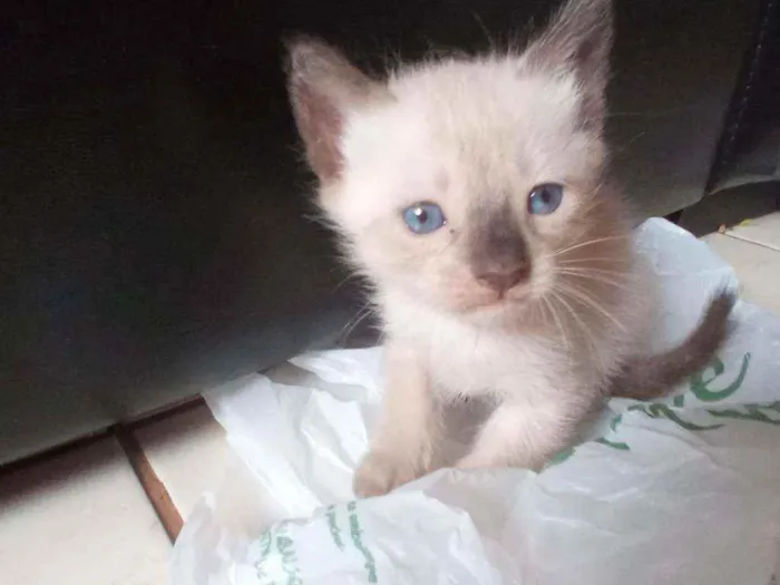 Gato ra a Siamês  idade Abaixo de 2 meses nome sem nome