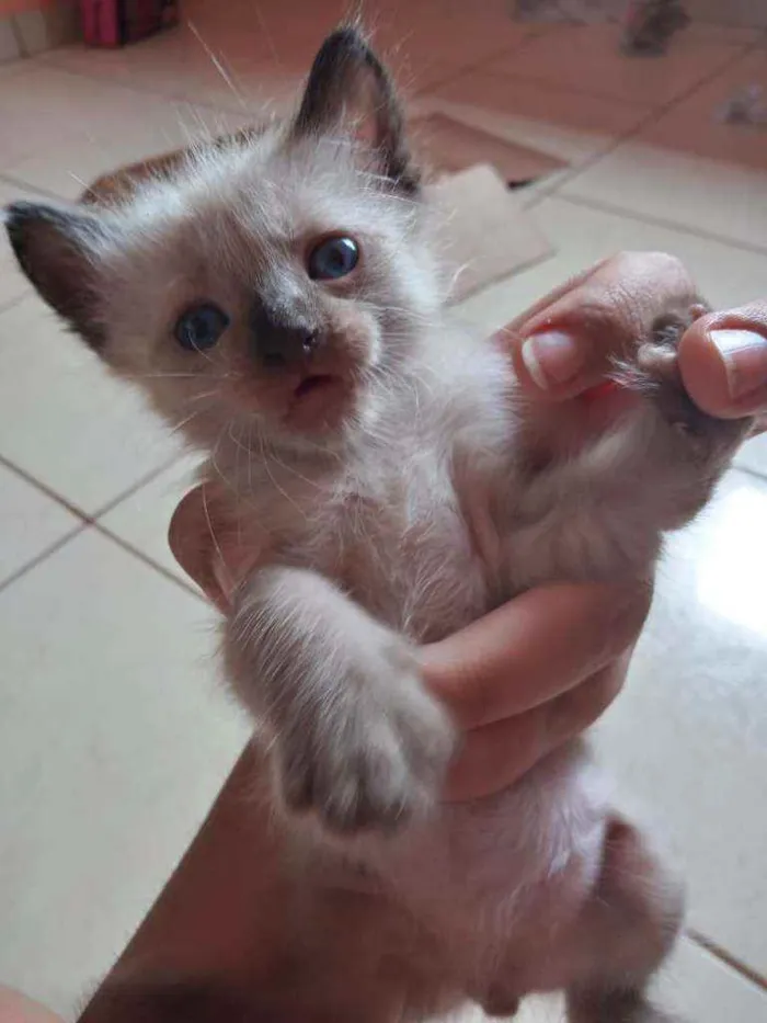 Gato ra a Siamês  idade Abaixo de 2 meses nome sem nome