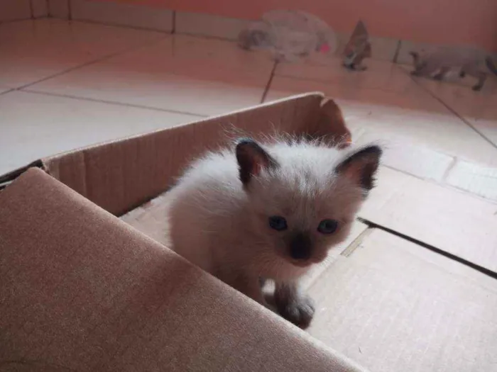 Gato ra a Siamês  idade Abaixo de 2 meses nome sem nome