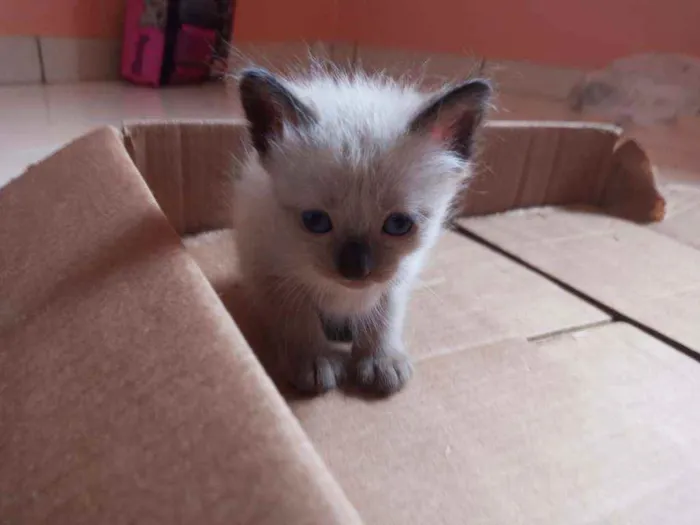 Gato ra a Siamês  idade Abaixo de 2 meses nome sem nome