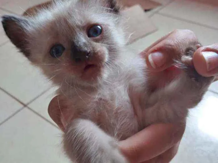 Gato ra a Siamês  idade Abaixo de 2 meses nome sem nome