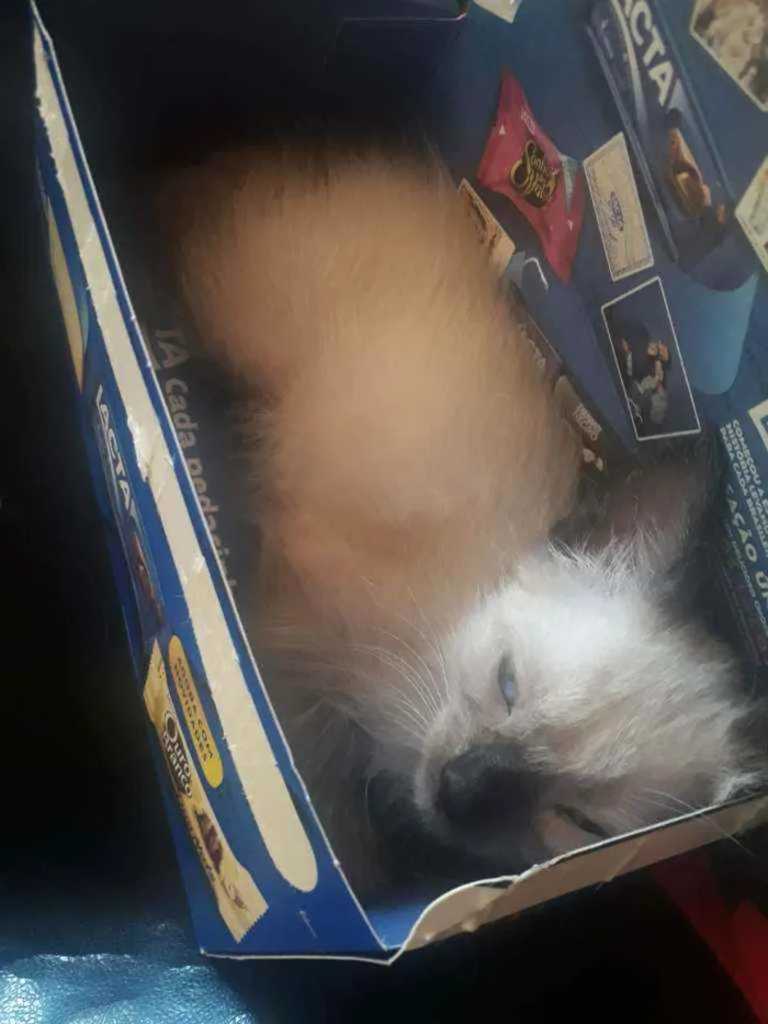 Gato ra a Siamês  idade Abaixo de 2 meses nome sem nome