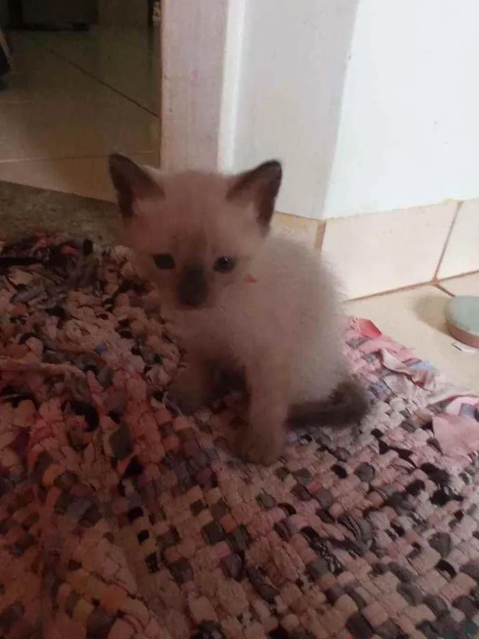 Gato ra a Siamês  idade Abaixo de 2 meses nome sem nome