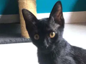 Gato raça Srd idade 2 a 6 meses nome Joana