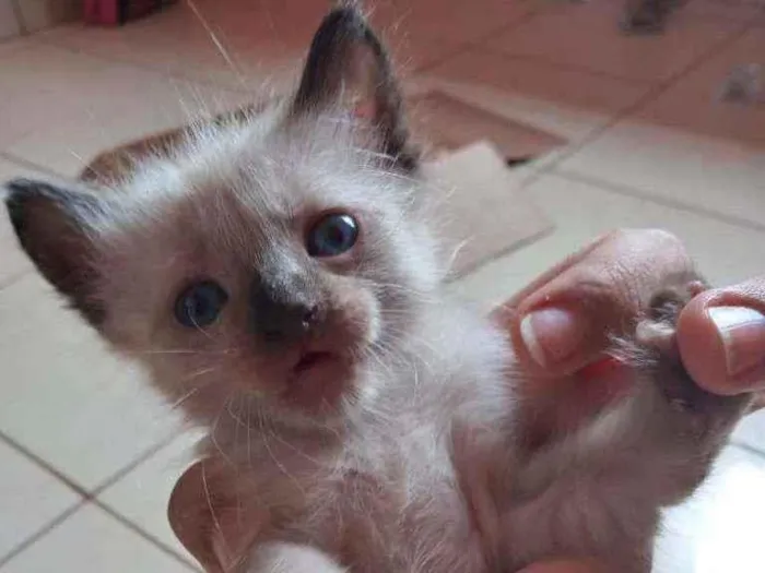 Gato ra a Siamês  idade Abaixo de 2 meses nome sem nome