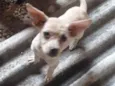Nao tem