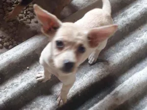 Cachorro raça Vira lata idade 2 a 6 meses nome Nao tem