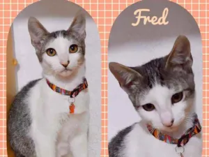 Gato raça SRD  idade 2 a 6 meses nome Fred 
