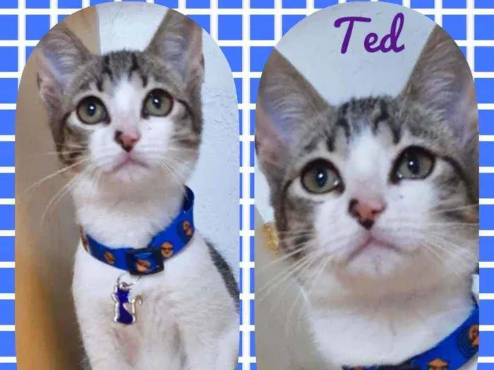 Gato raça SRD  idade 2 a 6 meses nome Ted 