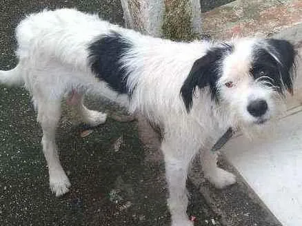 Cachorro ra a Viralata idade 7 a 11 meses nome Snoop