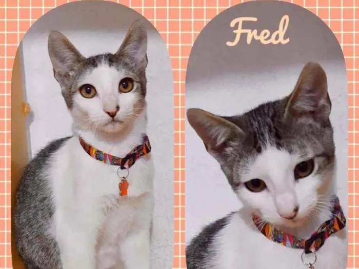 Gato raça SRD  idade 2 a 6 meses nome Fred 