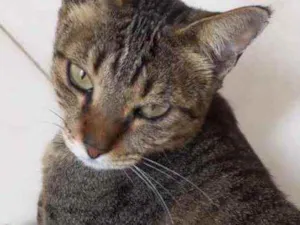 Gato raça Srd idade 7 a 11 meses nome Stella Linda 