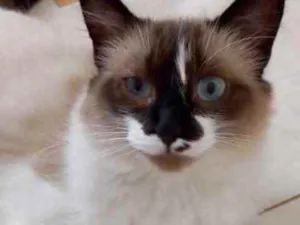 Gato raça Srd Linda  idade 7 a 11 meses nome Kitty Linda 