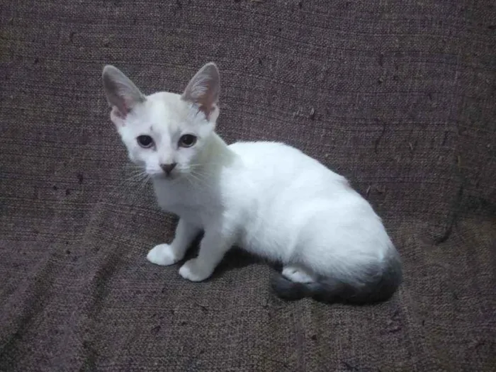 Gato raça Srd idade 2 a 6 meses nome NINA