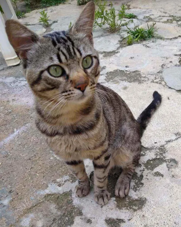 Gato raça SRD-ViraLata idade 2 anos nome VITÓRIO Castrado
