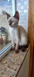 Gato raça Siamês  idade 2 a 6 meses nome Midori Linda bebê 