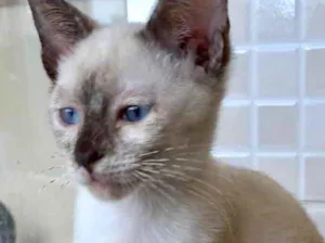 Gato raça Siamês  idade 2 a 6 meses nome Midori Linda bebê 
