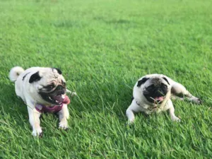 Cachorro raça Pug idade 6 ou mais anos nome Fred e Maluh