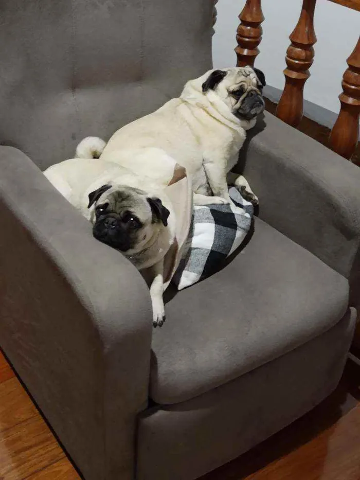 Cachorro raça Pug idade 6 ou mais anos nome Fred e Maluh