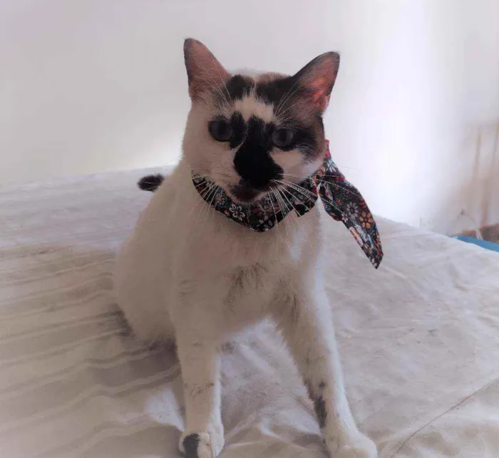 Gato ra a SRD idade 1 ano nome Paola
