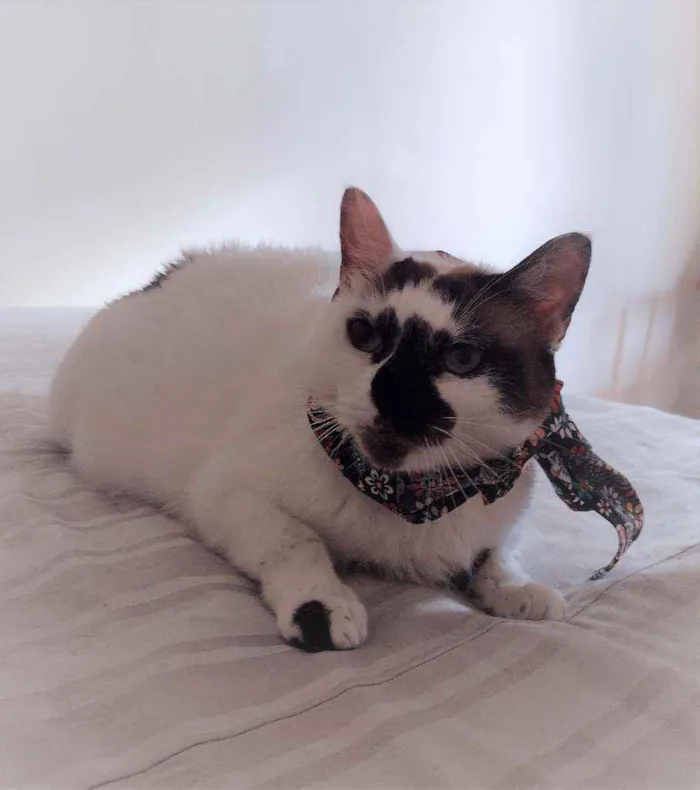 Gato ra a SRD idade 1 ano nome Paola