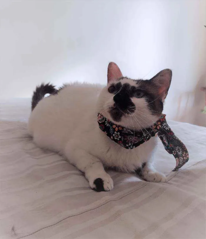 Gato ra a SRD idade 1 ano nome Paola