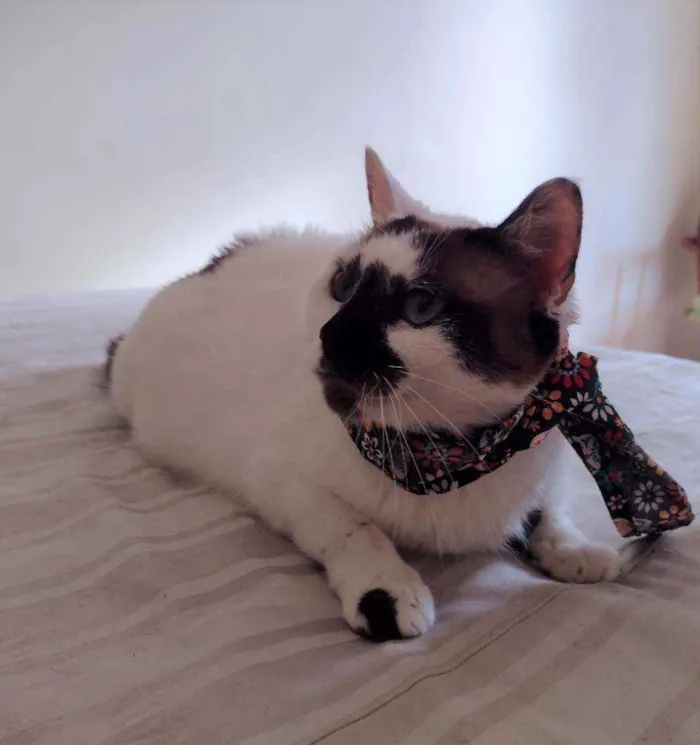 Gato ra a SRD idade 1 ano nome Paola