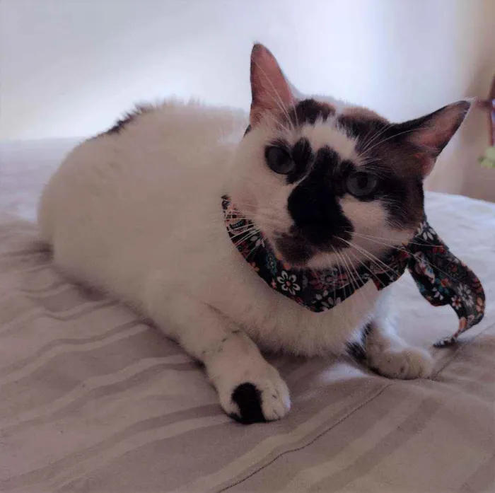 Gato ra a SRD idade 1 ano nome Paola