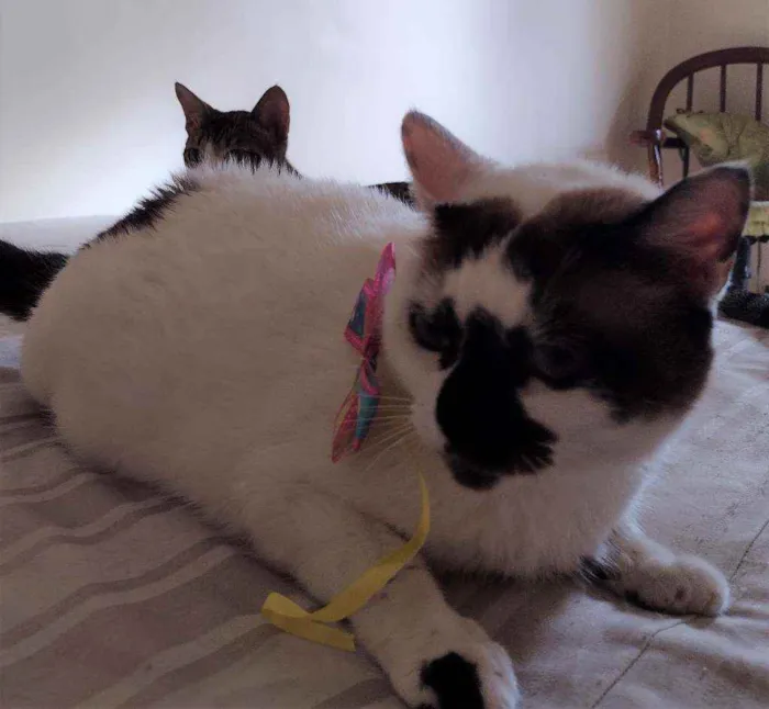 Gato ra a SRD idade 1 ano nome Paola
