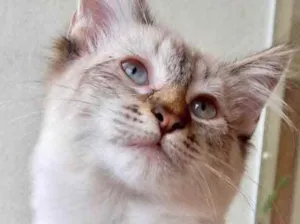 Gato raça Srd  idade 2 a 6 meses nome Misha bebê lindo 
