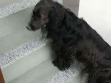 Cachorro ra a Cocker spaniel idade  nome Sem nome 